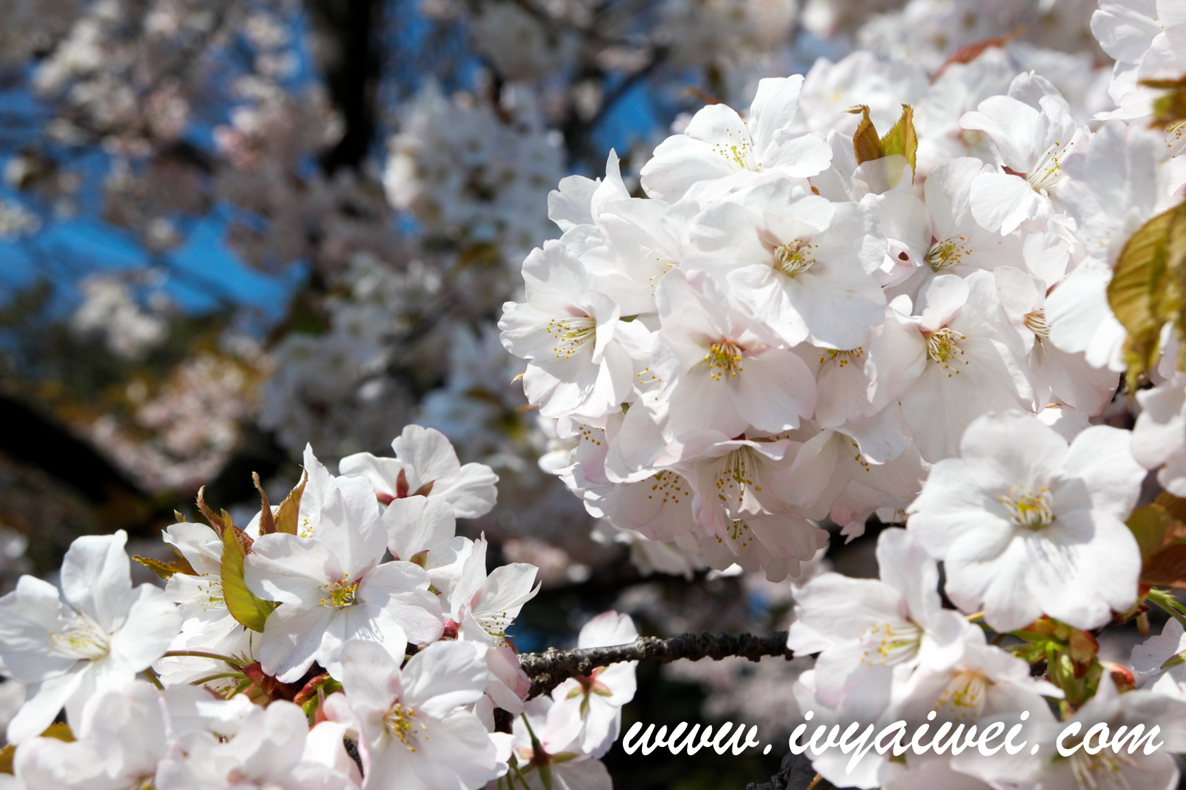 TOKYO: Hanami in Shinjuku Gyoen